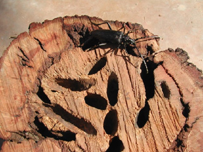 Empieza la época de trampeo para controlar el 'banyarriquer' en los encinares de Mallorca