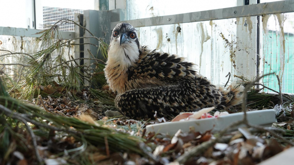 Medi Ambient envía dos polluelos de águila pescadora a Valencia 