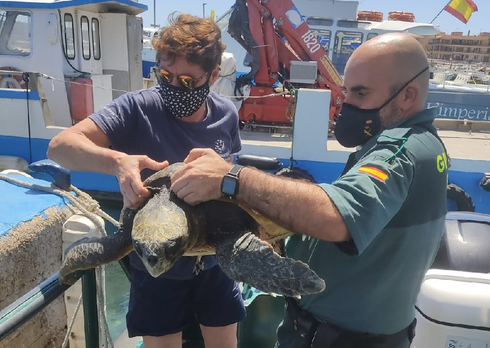 La Guardia Civil rescata una tortuga que se encontraba enferma en aguas del Mar Balear