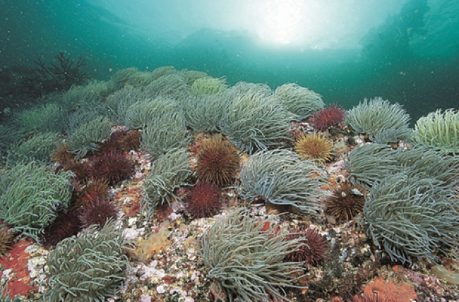 Mitma trabaja para garantizar el mantenimiento y la recuperación de los ecosistemas marinos