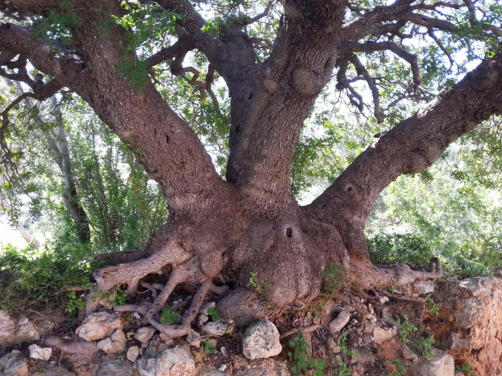 El Catálogo de árboles singulares de las Illes Balears incorpora cinco nuevos ejemplares