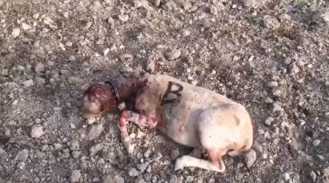Dos perros matan a 20 ovejas en Selva
