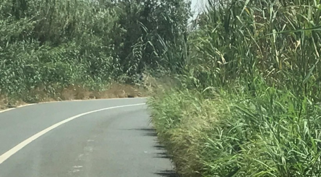 El PP de sa Pobla alerta del peligro vial por el cañizo que invade la carretera de s’ Albufera