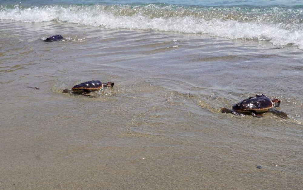 Medio Ambiente inicia la segunda edición de la campaña de concienciación por la temporada de nidificación de tortugas marinas