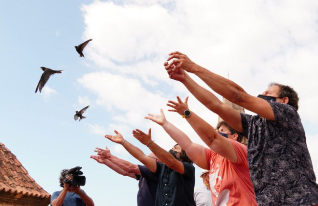 Medi Ambient conmemora la declaración del vencejo como ave del año con la liberación de quince ejemplares