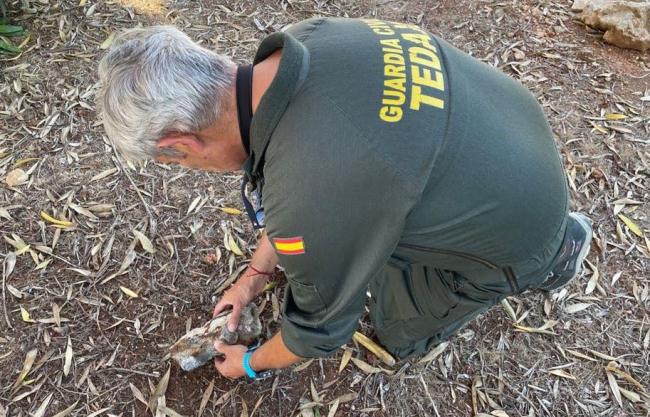 La Guardia Civil se hace cargo de un proyectil antiguo hallado en la playa de Son Bou