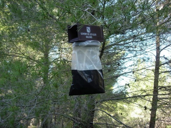 Ponen a disposición de la ciudadanía trampas para capturar mariposas de la procesionaria del pino