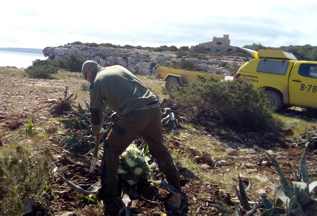 La campaña de control de invasoras en Formentera ya ha permitido eliminar 8 toneladas de plantas invasoras