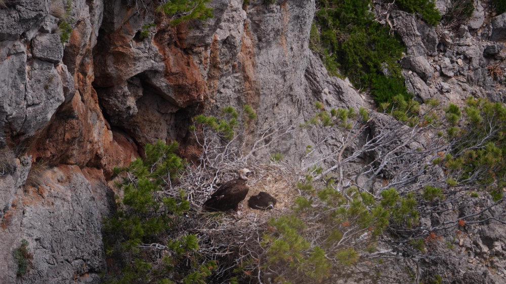 Las poblaciones de buitre negro y leonado siguen una tendencia positiva en la Serra de Tramuntana