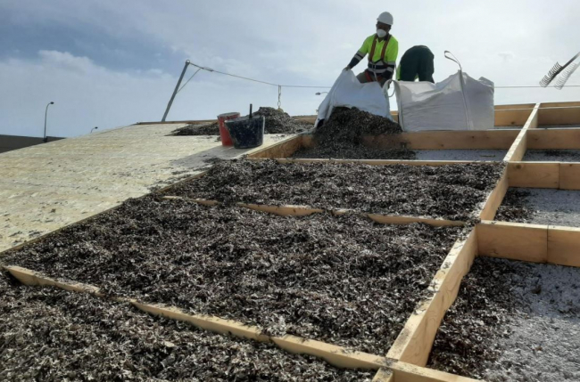 Utilizan posidonia seca como aislante en otra de las promociones de vivienda pública en Palma