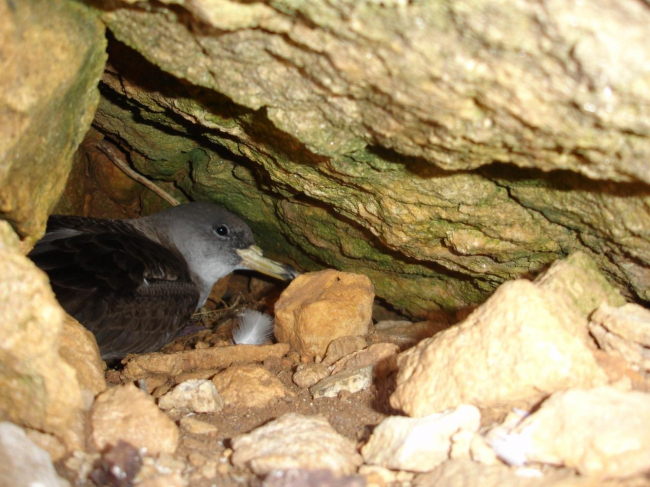 Medio Ambiente e IRBI piden la colaboración ciudadana para rescatar pardelas cenicientas