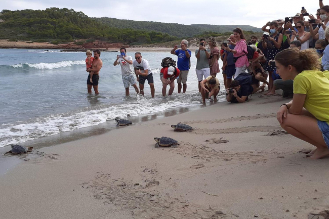 Liberadas en Menorca 22 tortugas marinas nacidas en septiembre de 2020