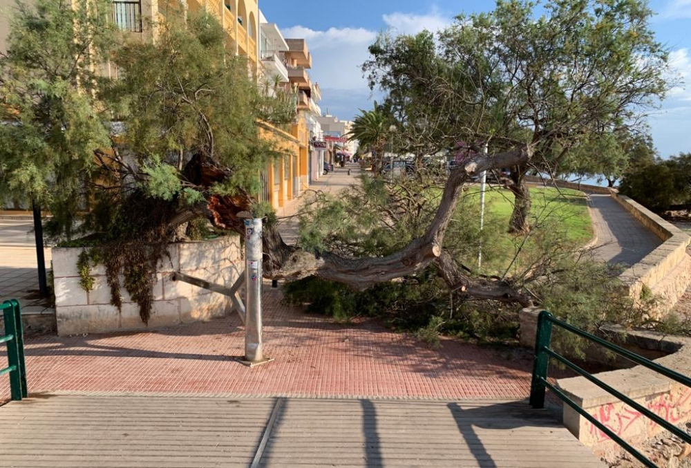 Se cae una gran rama de un tamarell del puente de S'illot