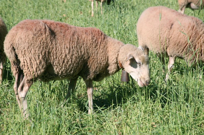Agricultura confirma dos focos de lengua azul en Eivissa