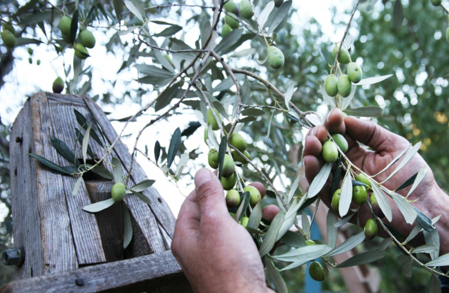 El FOGAIBA abona 3,2 millones de euros en ayudas al sector primario y agroalimentario de Balears
