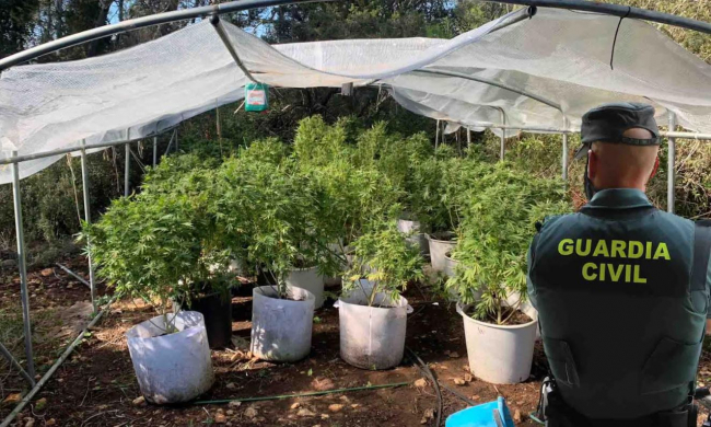 La Guardia Civil ha detenido a un hombre por cultivar marihuana en Santa Eulalia