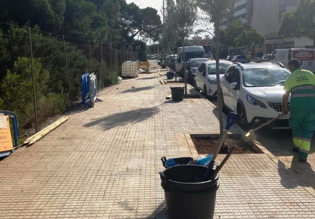 Palma siembra 83 árboles nuevos en la avenida Fra Joan Llabrés del barrio de Les Maravelles