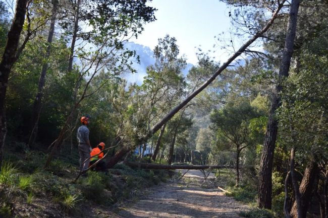 Autorizada la partida de ayudas para la restauración de los hábitats forestales afectados por la borrasca Juliette