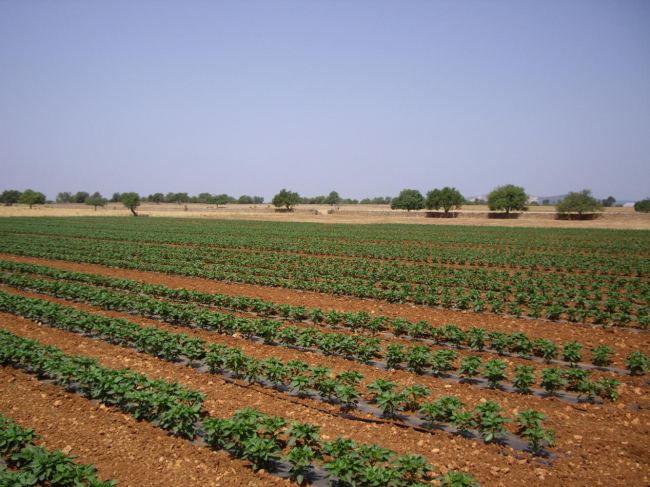 Som Pagesos de Mallorca valora positivamente este primer año de funcionamiento, que ha servido para recuperar pérdidas