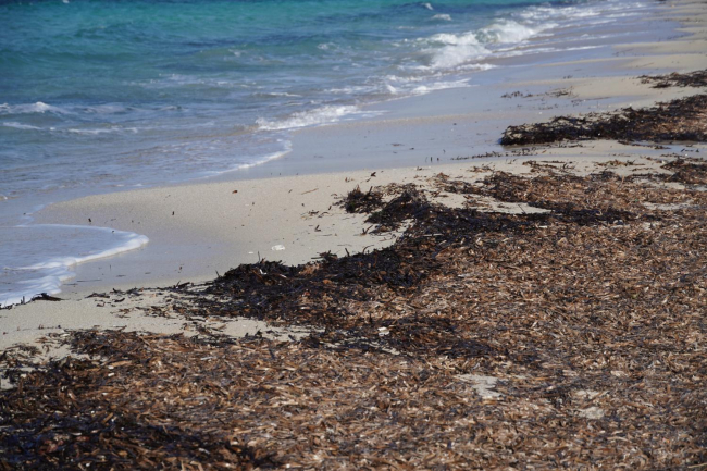 La retirada de posidonia en las playas de Baleares sirve de ejemplo de buenas prácticas a otras regiones mediterráneas 