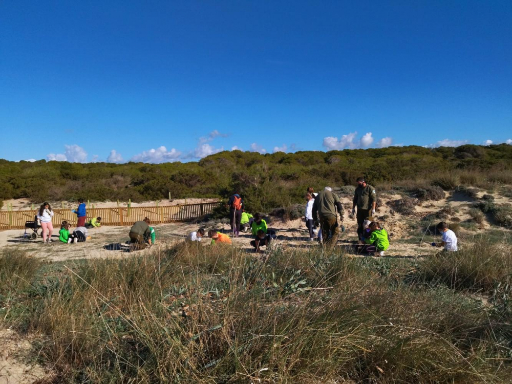 Los alumnos de Campos contribuyen a restaurar cerca de 800 m2 dunares de Es Trenc