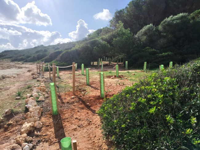 Terminan la regeneración ambiental de la zona ocupada por el quiosco ilegal de Cala Varques