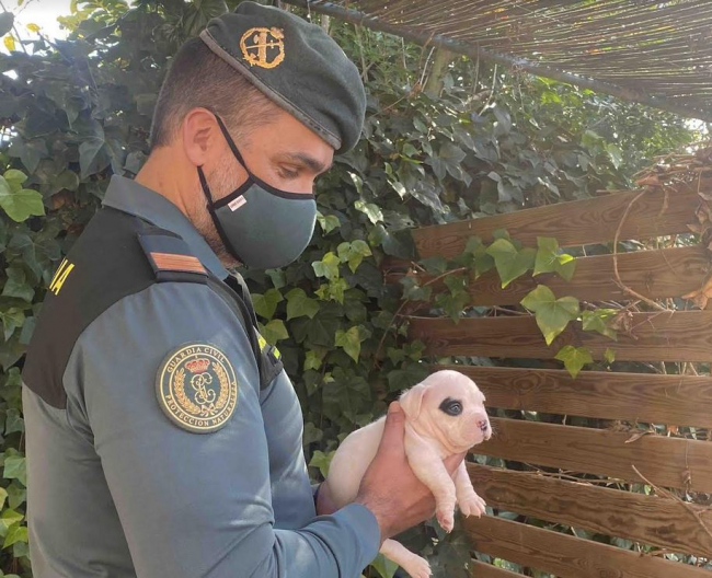 La Guardia Civil incauta 123 animales domésticos a una persona y le imputa un delito de maltrato animal