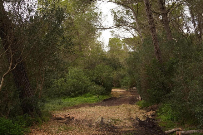 La Policía Nacional localiza con vida a la mujer desparecida en el día de ayer en la zona boscosa conocida como el “valle del silencio” en Palma