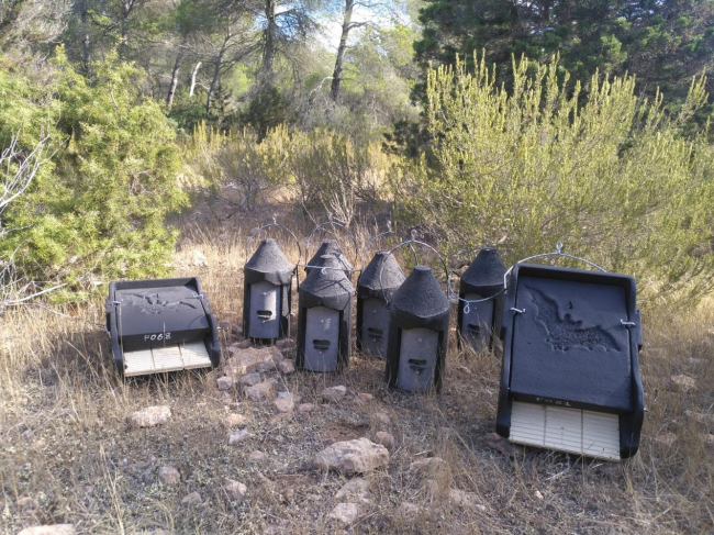 Sanidad forestal instala 100 cajas refugio para murciélagos para reforzar el control biológico de la procesionaria del pino