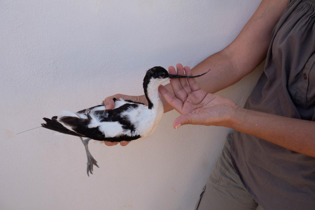 Finaliza el seguimiento de avifauna del Parc Natural d’Es Trenc con 44 ejemplares marcados