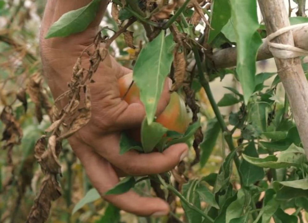 El FOGAIBA abona más de 2,6 millones de euros en ayudas al sector primario y agroalimentario durante el mes de julio 