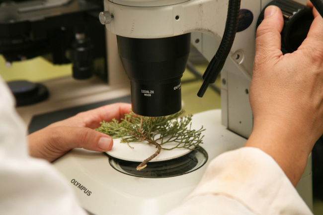 Agricultura aumenta un 340% el presupuesto de las ayudas para la investigación agraria, ganadera y pesquera