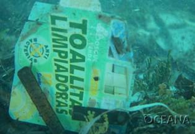 El impacto del plástico a la biodiversidad se intensifica en arrecifes y bosques submarinos, según un informe de Oceana