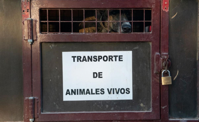 AnimaNaturalis y CAS International exigen mayor protección para los los galgos en el Día del Galgo