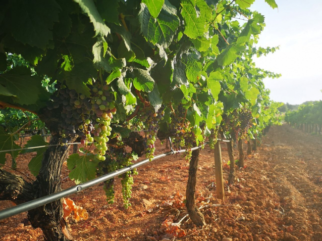 El FOGAIBA abona más de 2,5 millones de euros en ayudas al sector primario y agroalimentario de Baleares