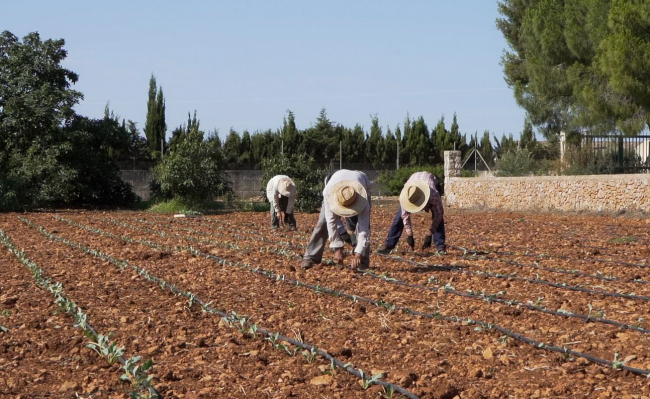El déficit de agricultores residentes para la temporada de horticultura en Mallorca se supera con mano de obra extranjera