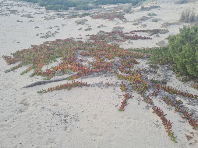 El Plan de erradicación del Carpobrotus en Formentera ya ha quitado 3,5 toneladas de la especie invasora