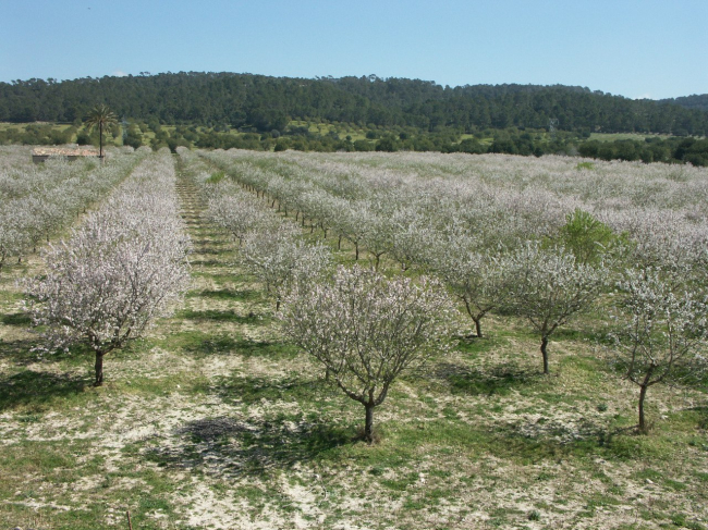 Las ayudas de la PAC y el PDR de agricultura y ganadería del 2022 ligadas a superficie se verificaran por satélite