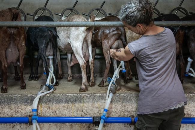 El FOGAIBA abona 1,8 millones de euros de las ayudas para el mantenimiento del sector lácteo de Menorca