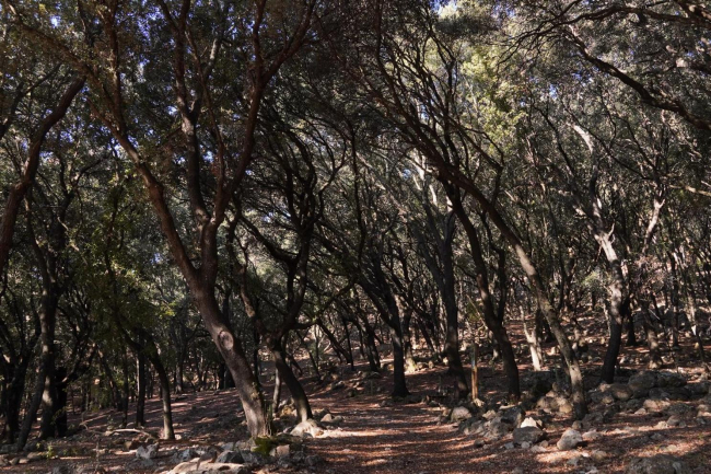 La Semana internacional de los bosques promueve la participación de los más jóvenes en el fomento de los valores ambientales