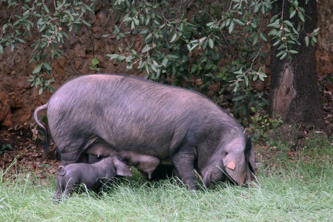Las islas promocionan el porc negre mallorquín y el queso Mahón-Menorca 