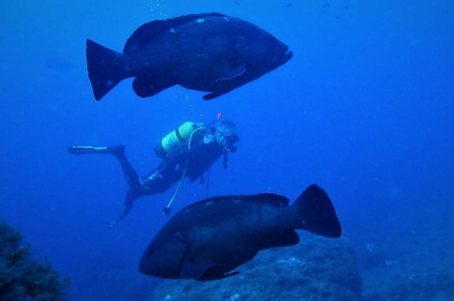 Las reservas marinas de las Illes Balears registran un total de 74.000 inmersiones de buceo recreativo durante el 2023