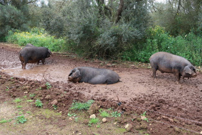 El sector porcino de PIMEM aplaude el cambio normativo que obligaba a contar con los servicios de un veterinario de granja