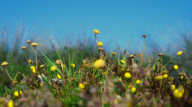S’Albufera restablece una hectárea ocupada por una planta invasora