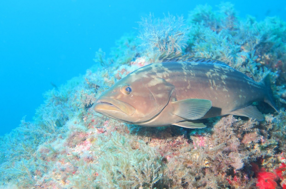 Balears es la comunidad autónoma que recibe más fondos NextGeneration para conservación de la biodiversidad marina 