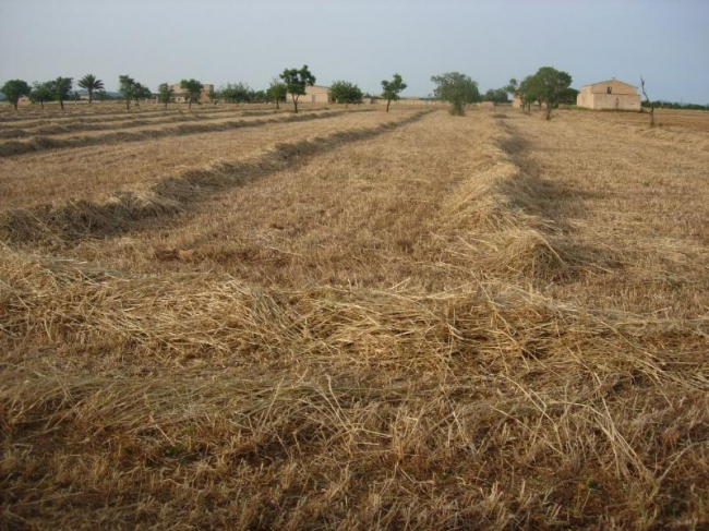 El PSIB-PSOE lamenta que el Govern de Prohens i Simonet apostin per tornar al passat amb el model de la Llei Agrària de 2014