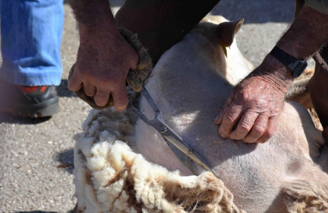 Mallorca Rural y Agricultura quieren aprovechar y revalorizar la lana como producto industrial
