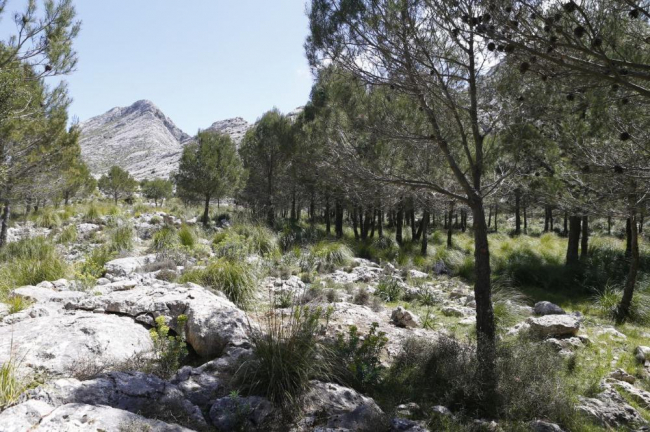 Cladera: Son Torrella es un ejemplo de preservación y dinamización de los espacios naturales de la Serra de Tramuntana