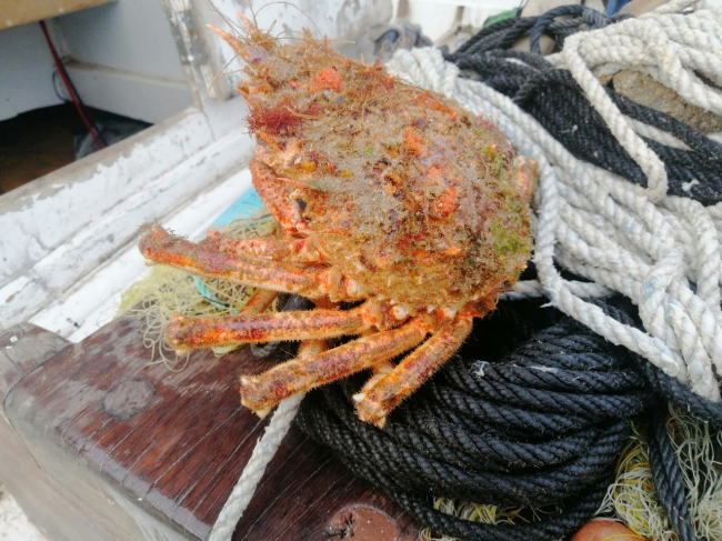 
La centolla mediterránea vuelve a la Reserva Marina de Sa Dragonera
