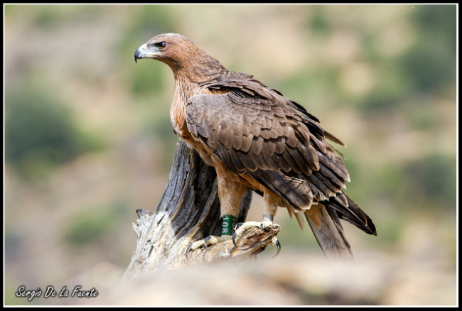 Día 11 de junio, celebración del último día del Águila en la
Fundación Natura Parc